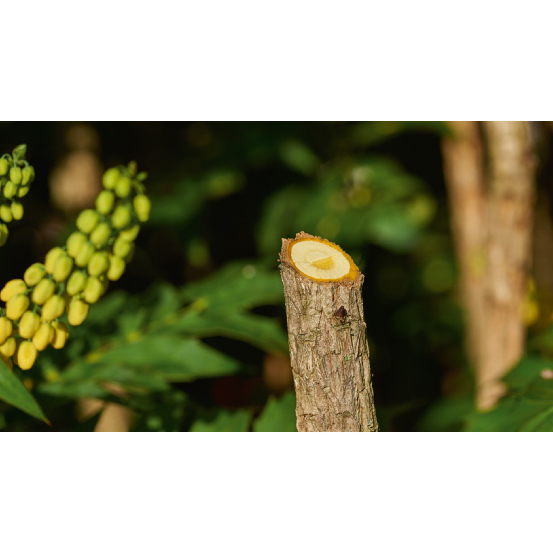 Akku-Gartenschere EasyPrune